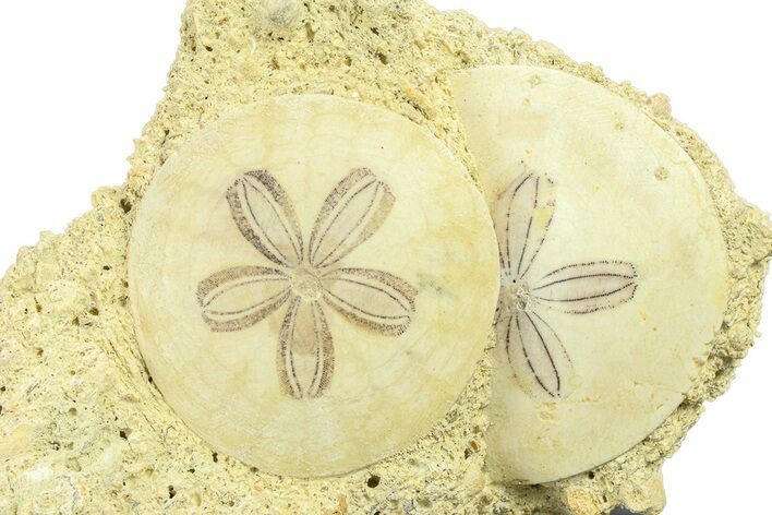 Two Fossil Sand Dollars - France #282677